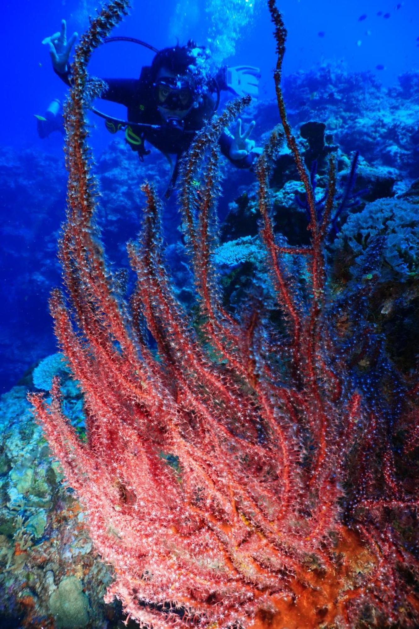 Sea World Club Beach Resort & Dive Center Maumere Esterno foto