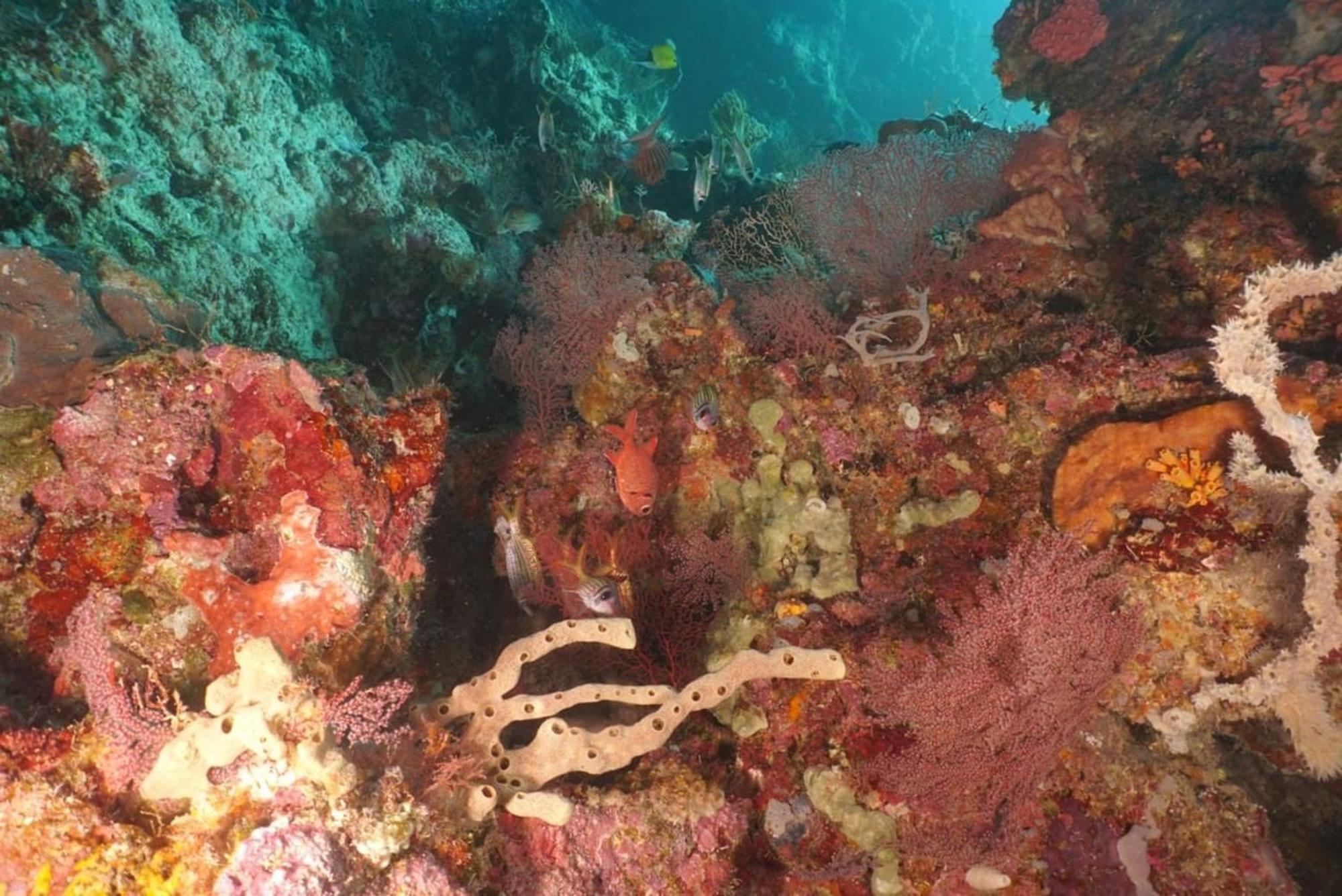 Sea World Club Beach Resort & Dive Center Maumere Esterno foto